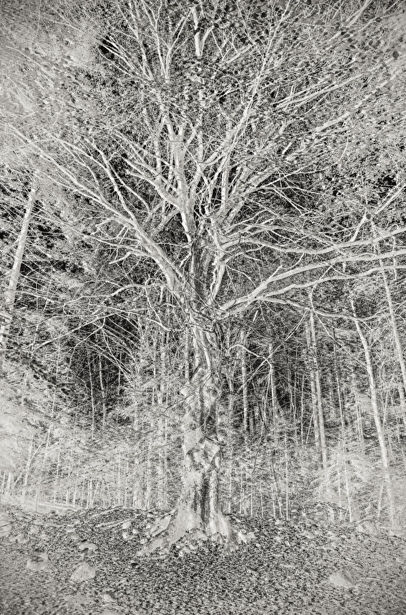 画像 エティエンヌ・レンゾ